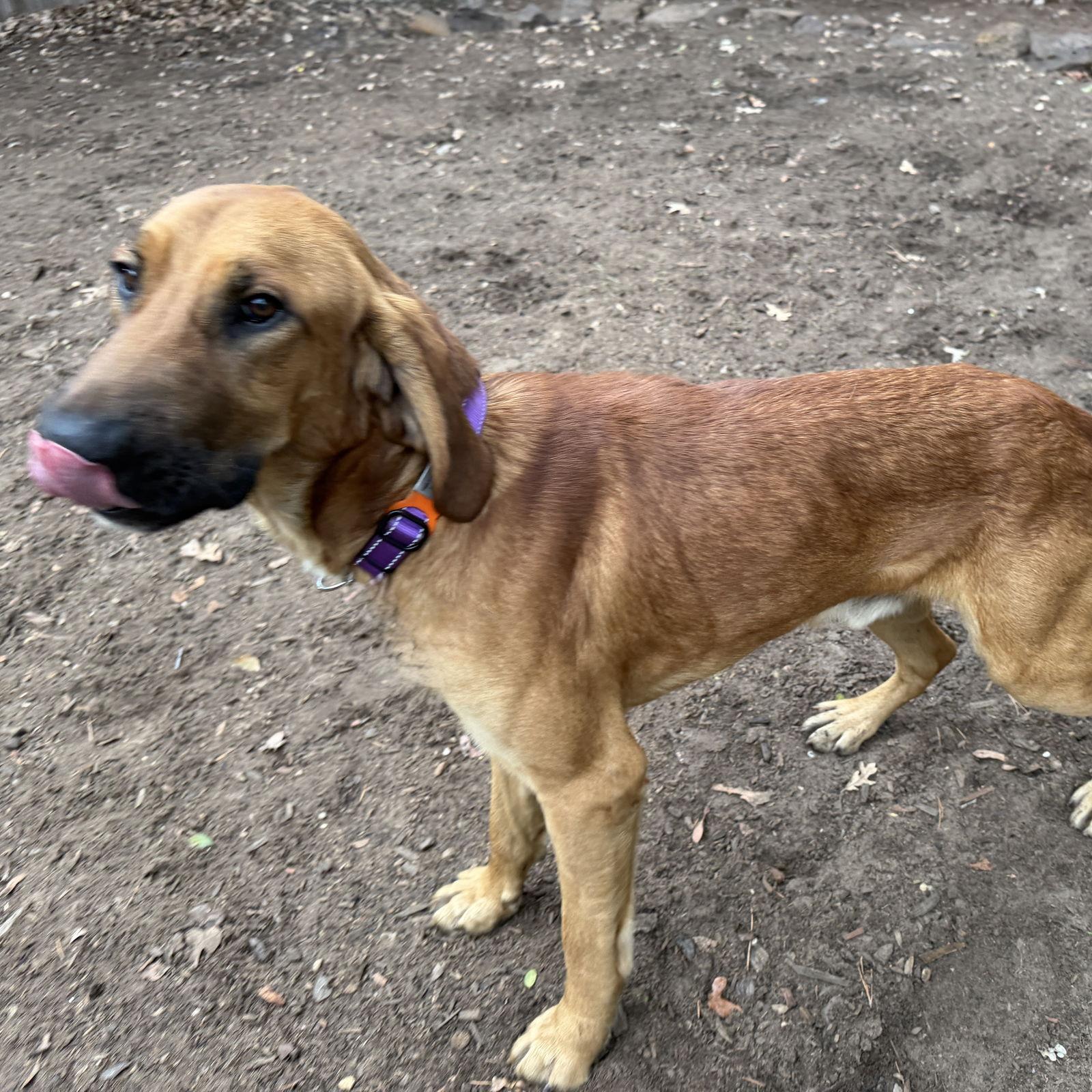 Enlarge Edgar, a Adoptable Redbone Coonhound in Denton, TX image 3/3