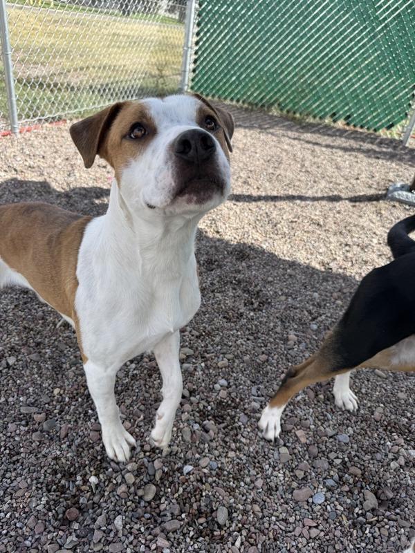 Hobbes, Adoptable, Young Male Mixed Breed.