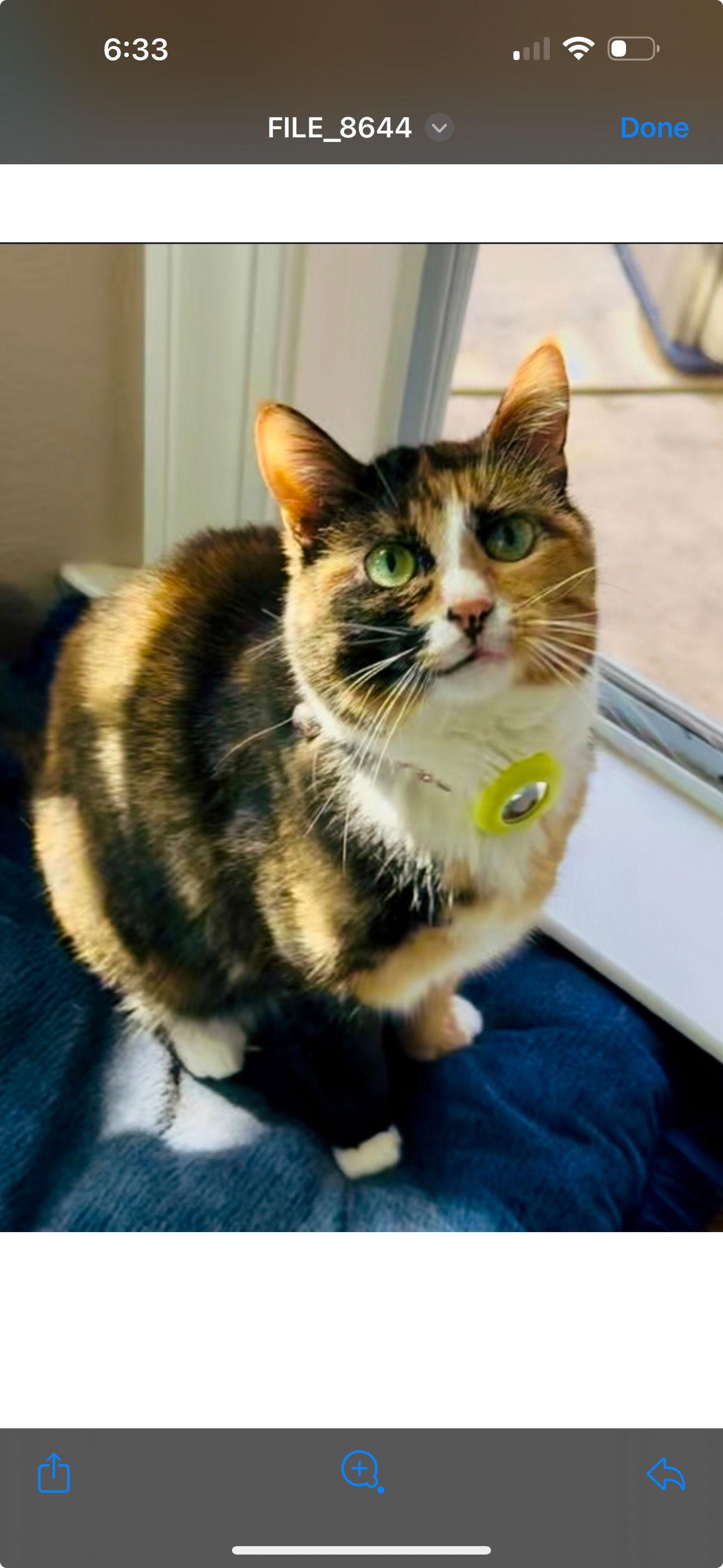 Chloe, Adoptable, Young Female Domestic Short Hair.