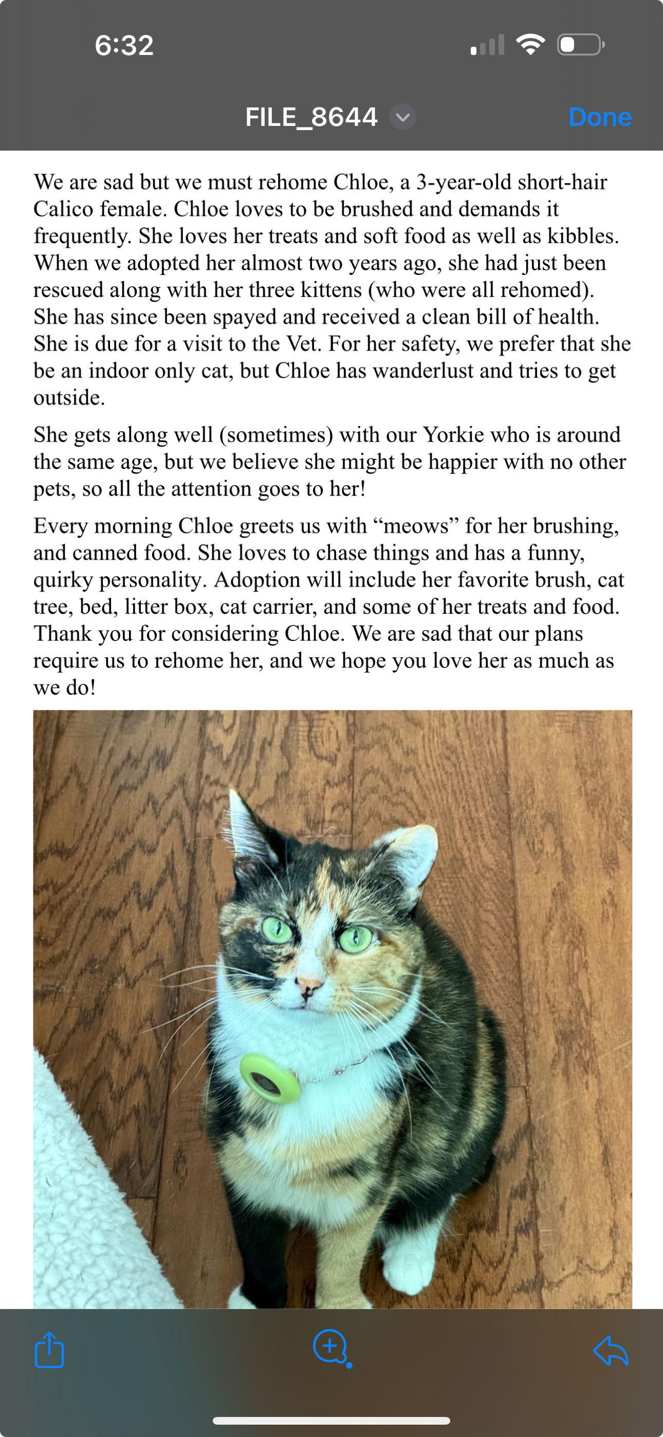 Enlarge Chloe, a Adoptable Domestic Short Hair in Redding, CA image 2/3