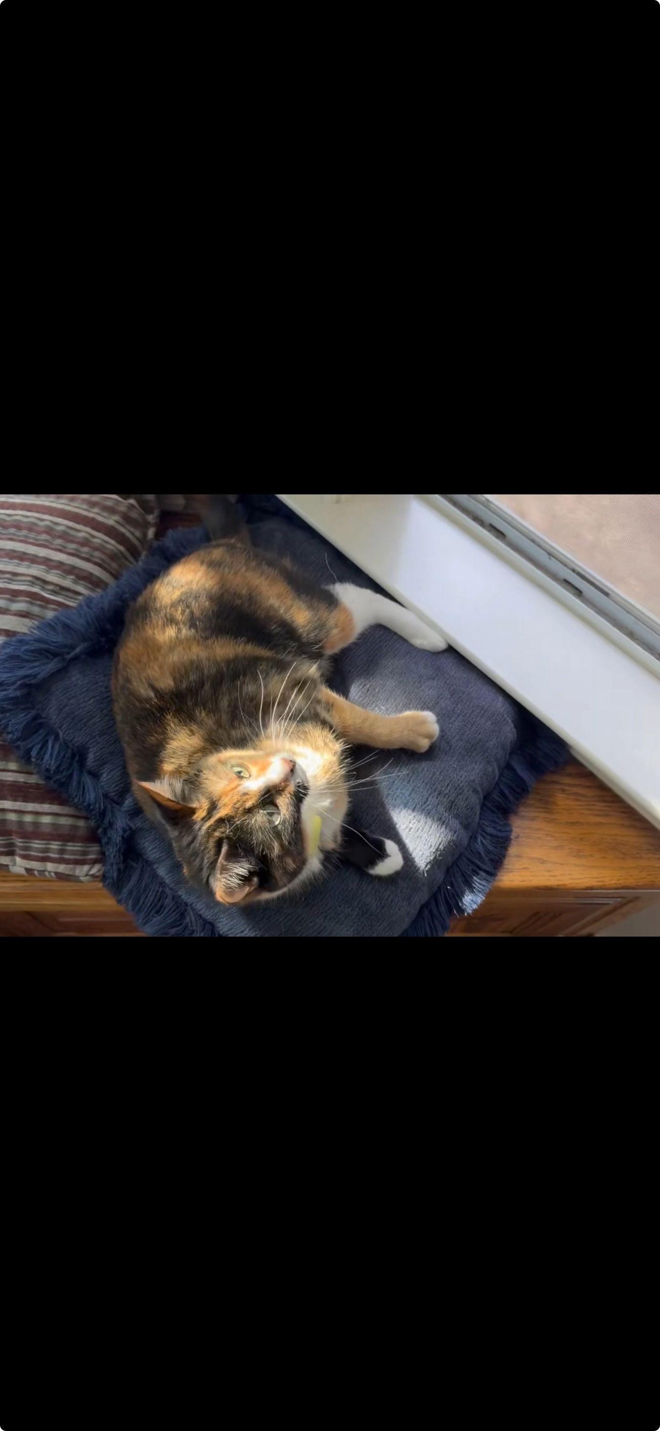 Enlarge Chloe, a Adoptable Domestic Short Hair in Redding, CA image 3/3