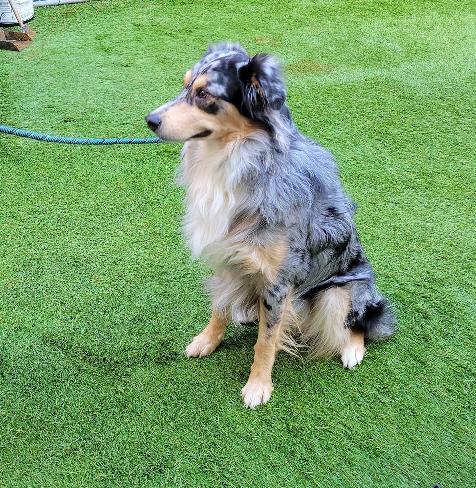 Enlarge Bruno NY aka Leo, a Adopted Australian Shepherd in Ontario, CA image 1/1