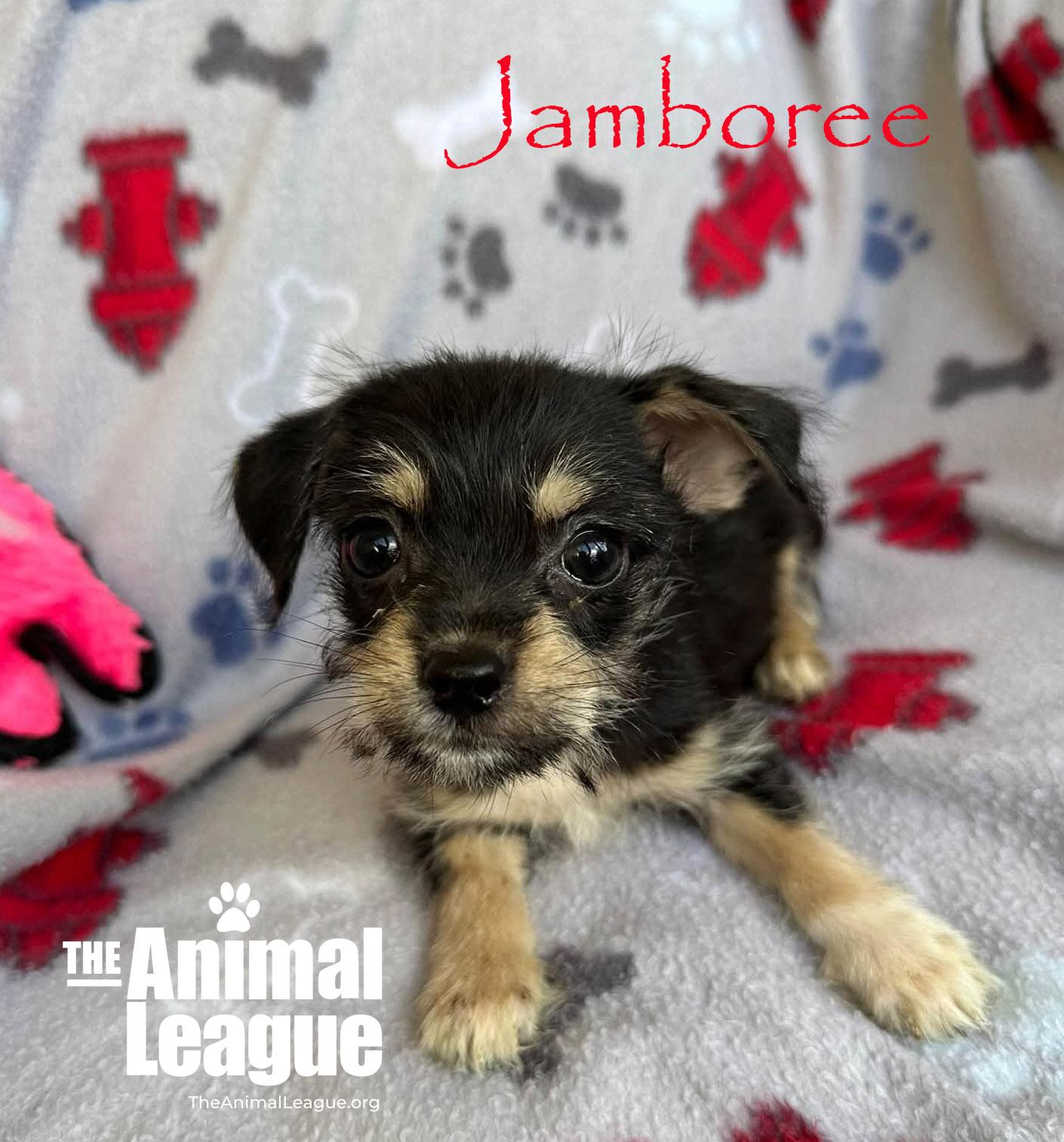 Jamboree, Adopted, Puppy Female Chihuahua & Shih Tzu.