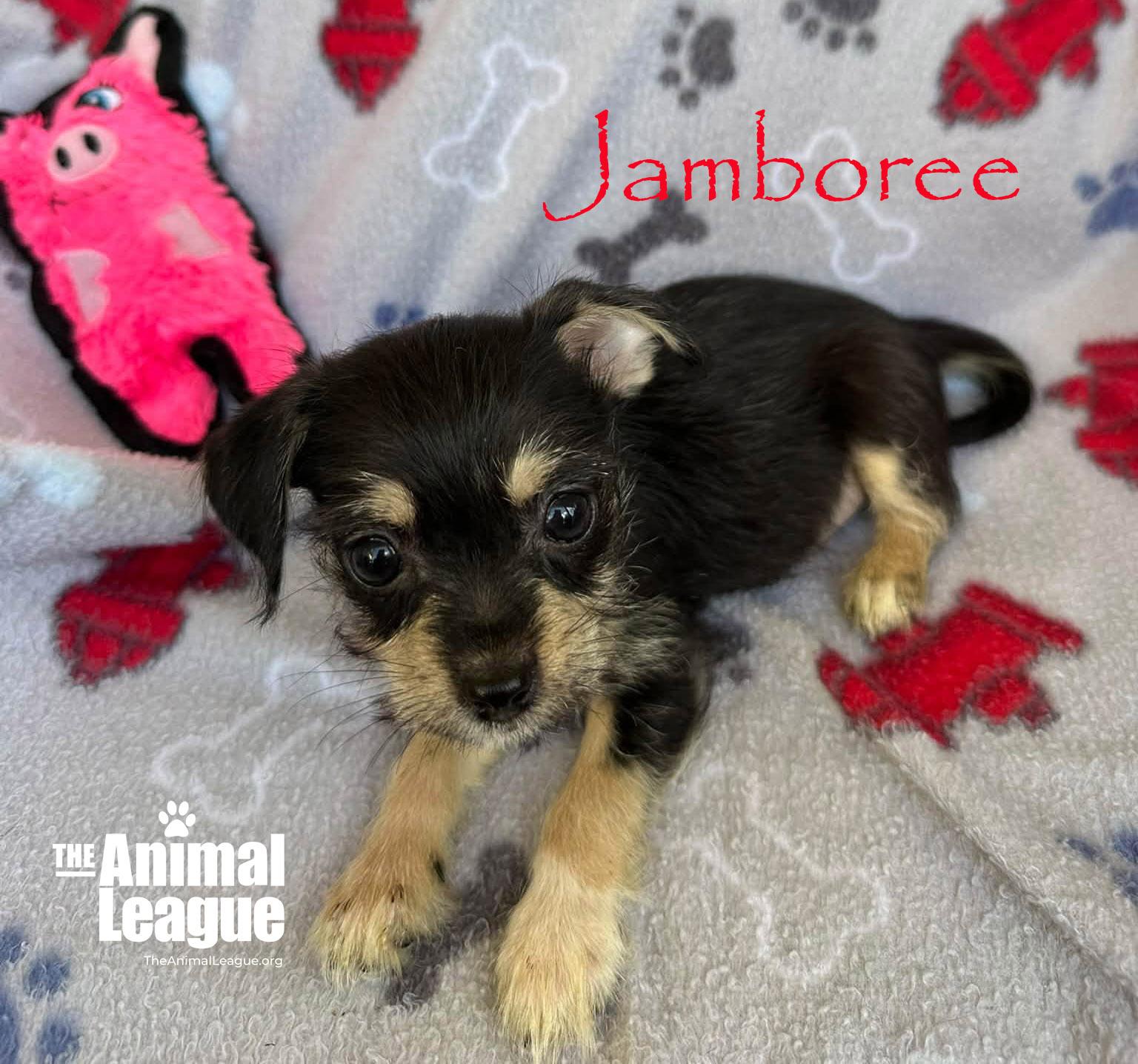 Enlarge Jamboree, a Adopted mixed breed in Groveland, FL image 2/3