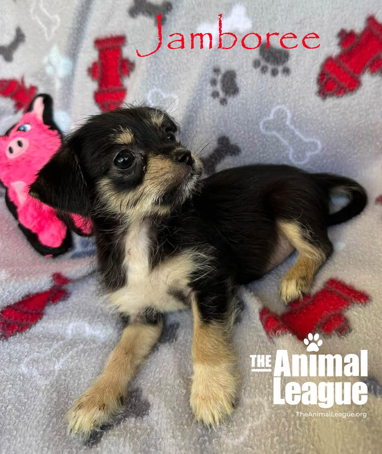 Enlarge Jamboree, a Adopted mixed breed in Groveland, FL image 3/3