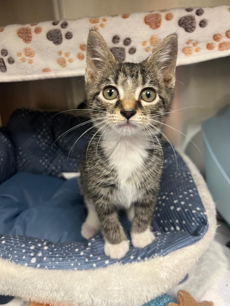 BoBo, Adoptable, Kitten Male Domestic Short Hair.