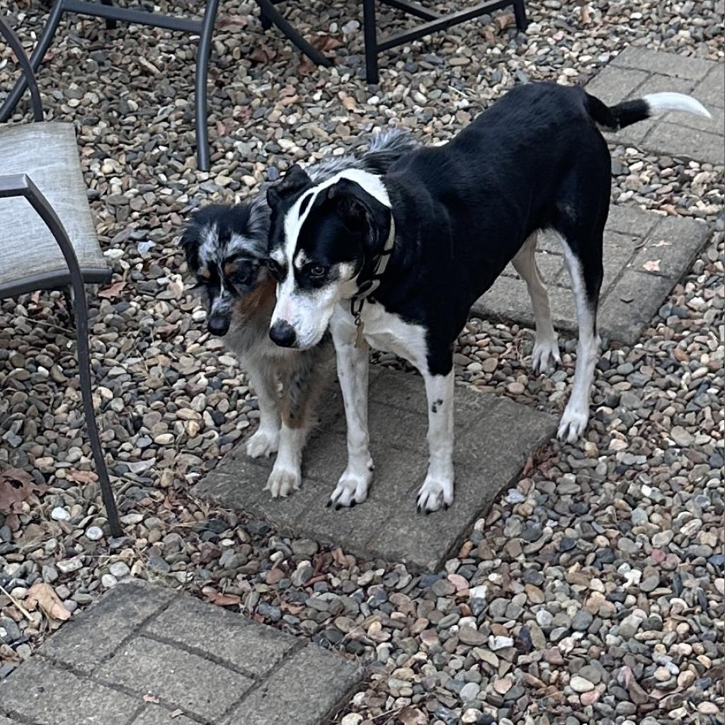 Enlarge ELLIE, a Adoptable mixed breed in Point Richmond, CA image 1/6