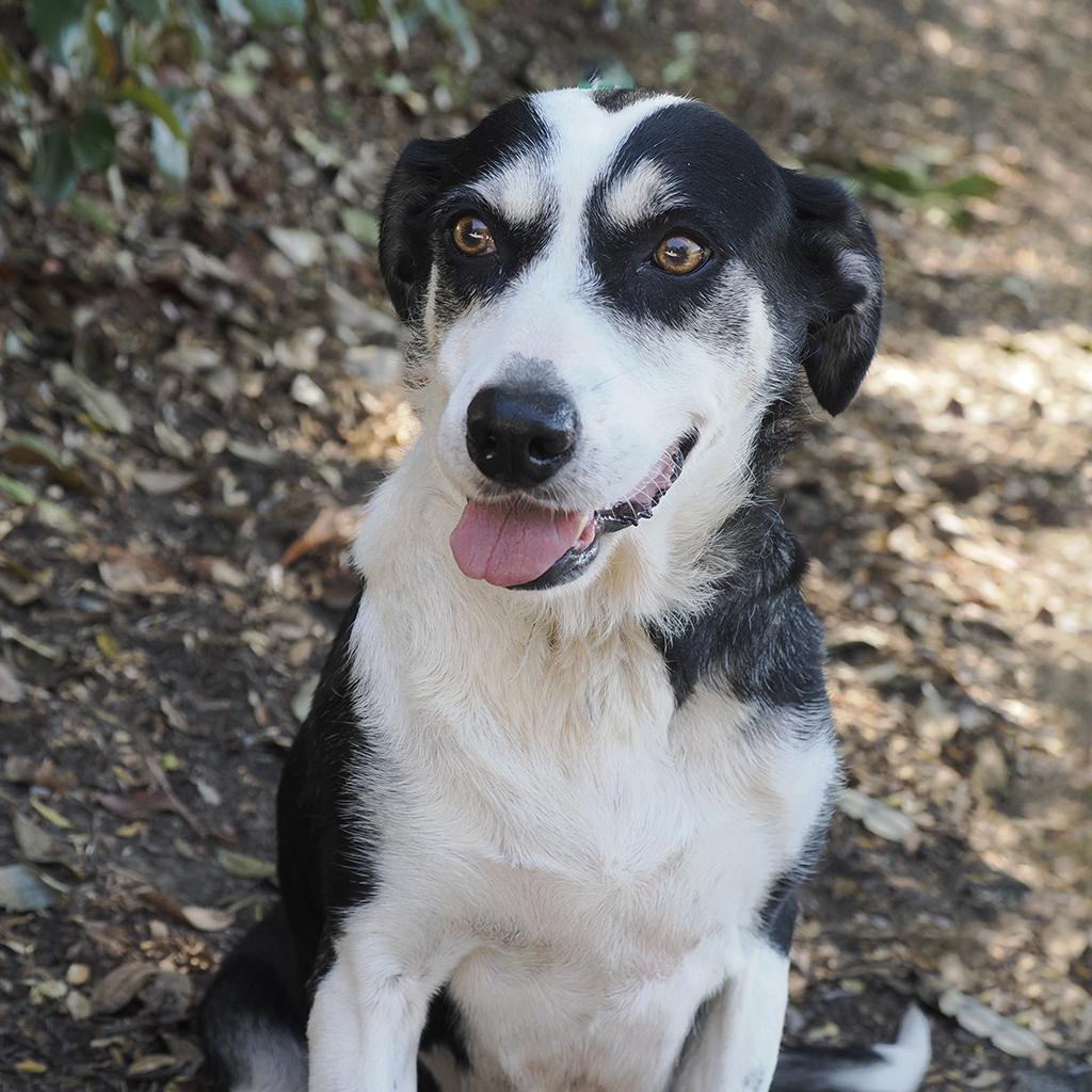 Enlarge ELLIE, a Adoptable mixed breed in Point Richmond, CA image 2/6