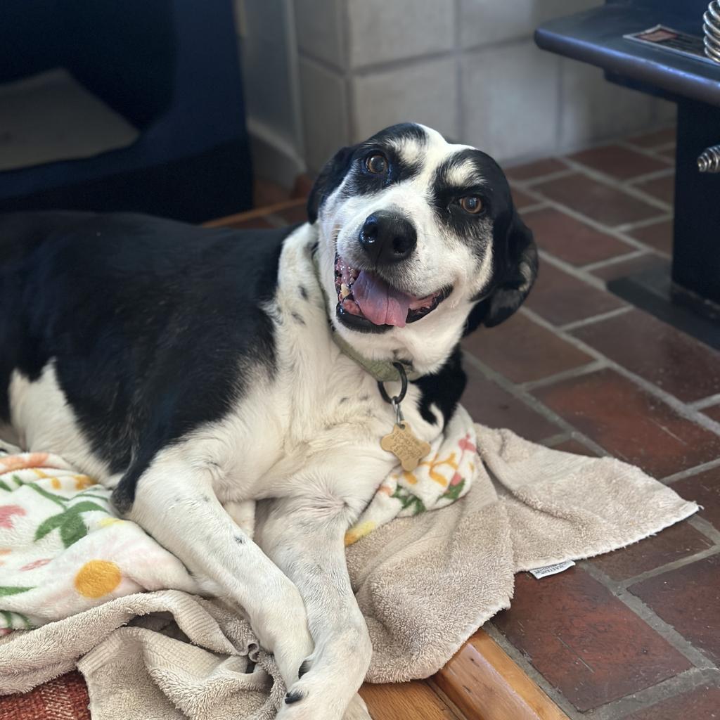 Enlarge ELLIE, a Adoptable mixed breed in Point Richmond, CA image 3/6