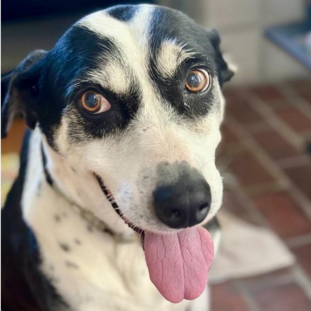 Enlarge ELLIE, a Adoptable mixed breed in Point Richmond, CA image 4/6