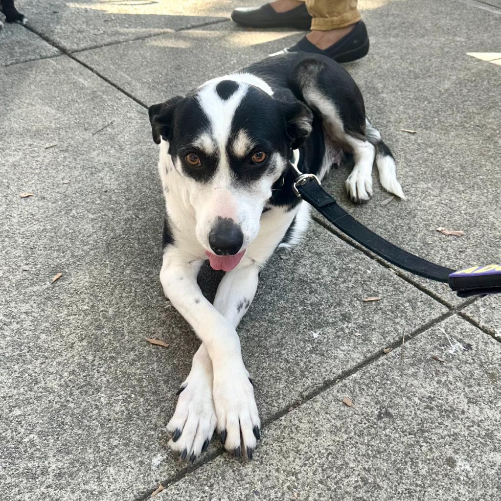 Enlarge ELLIE, a Adoptable mixed breed in Point Richmond, CA image 5/6