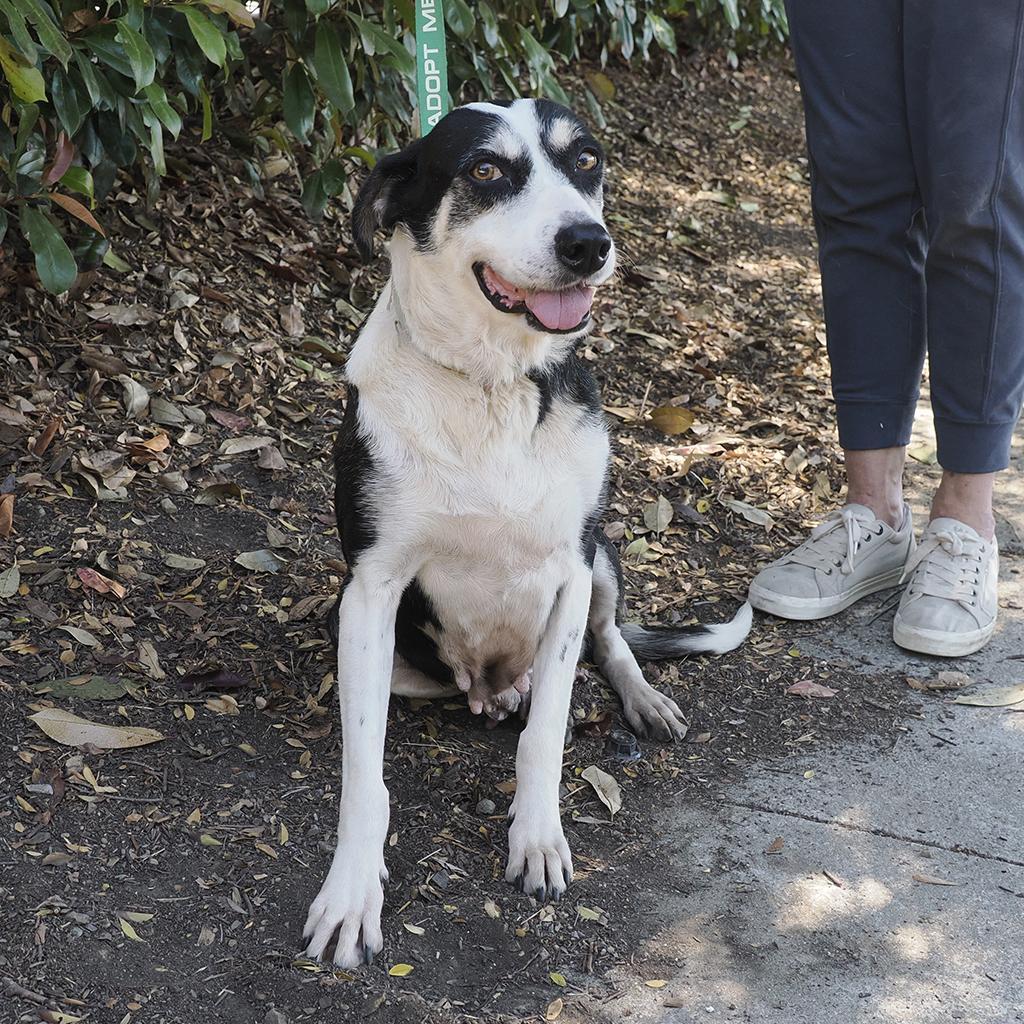 Enlarge ELLIE, a Adoptable mixed breed in Point Richmond, CA image 6/6