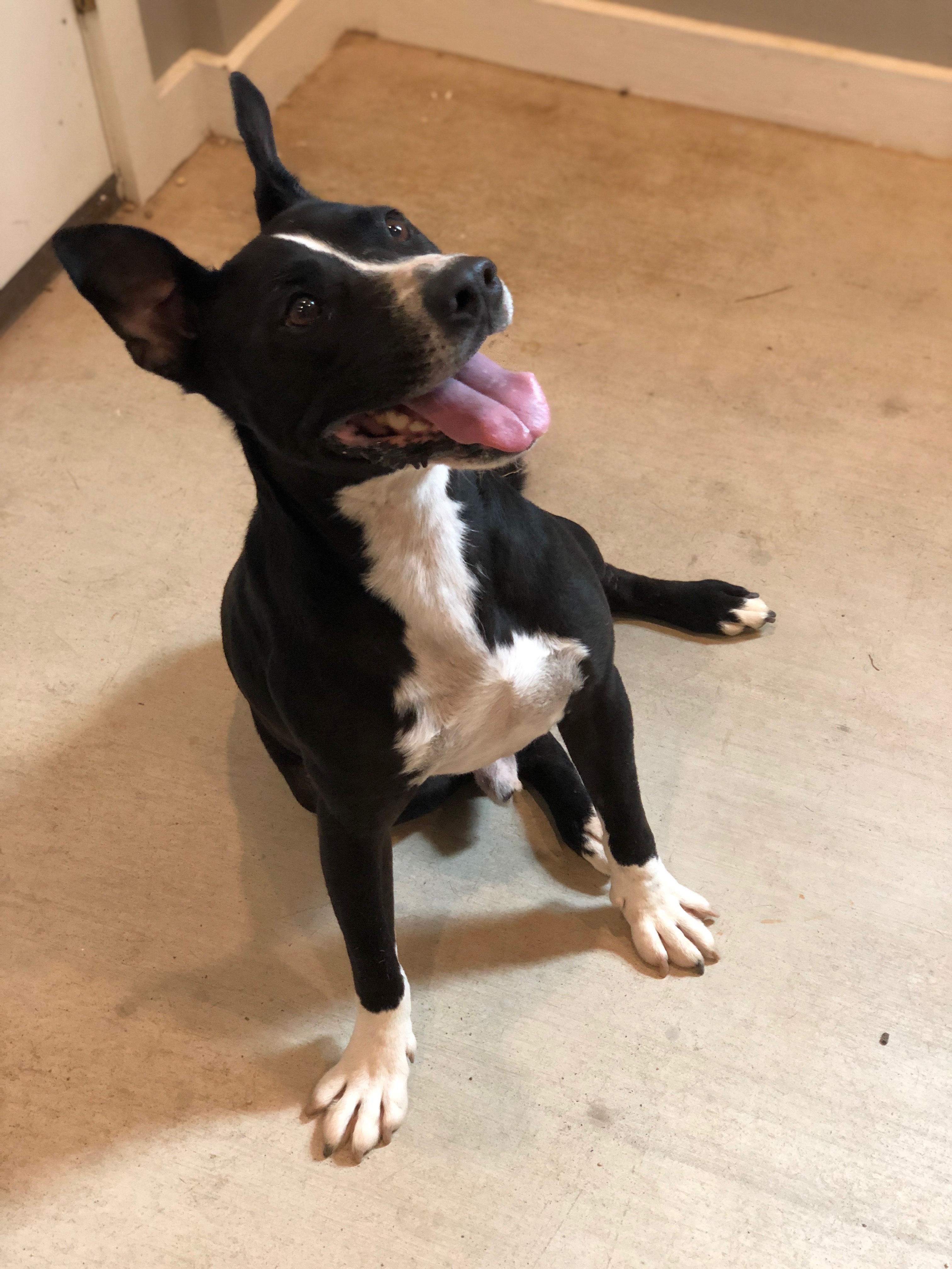 Enlarge Rexford (Rex), a Adoptable mixed breed in College Station, TX image 8/12