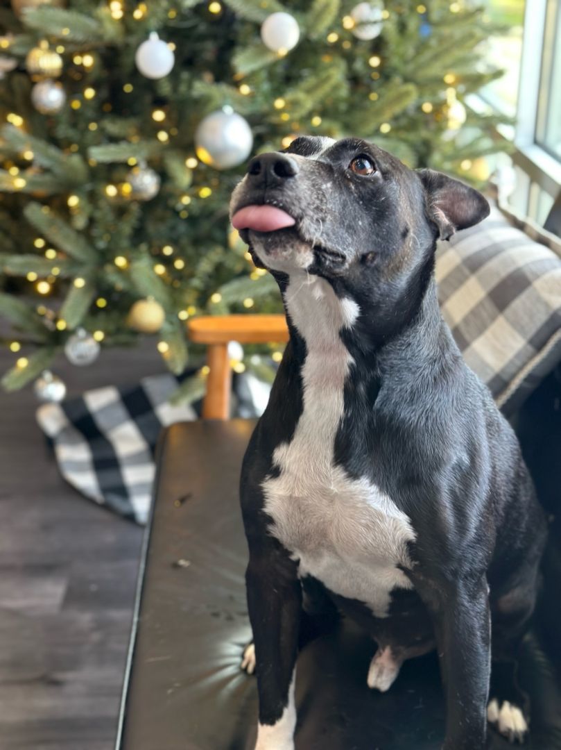 Enlarge Rexford (Rex), a Adoptable mixed breed in College Station, TX image 9/12