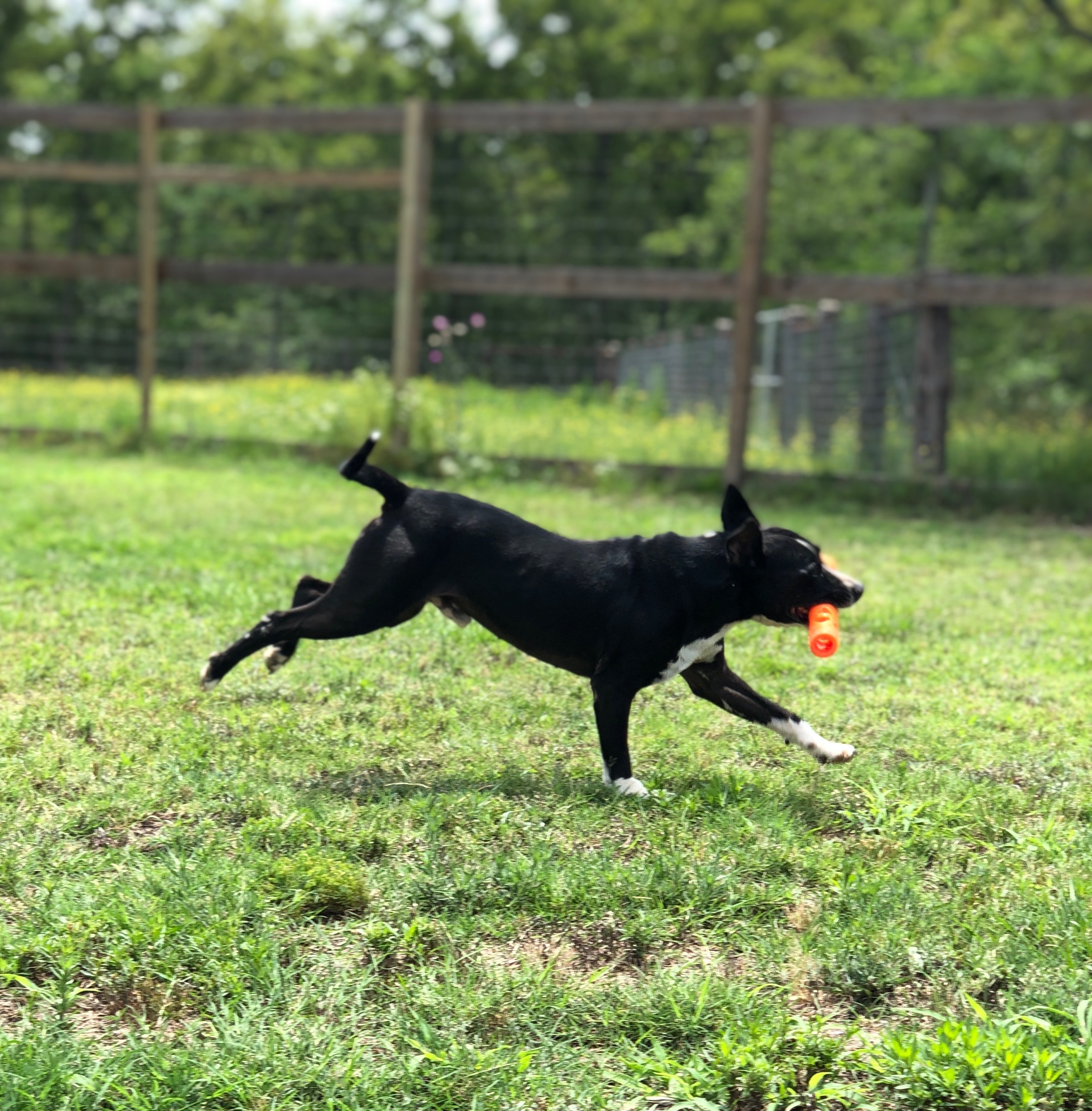 Enlarge Rexford (Rex), a Adoptable mixed breed in College Station, TX image 10/12