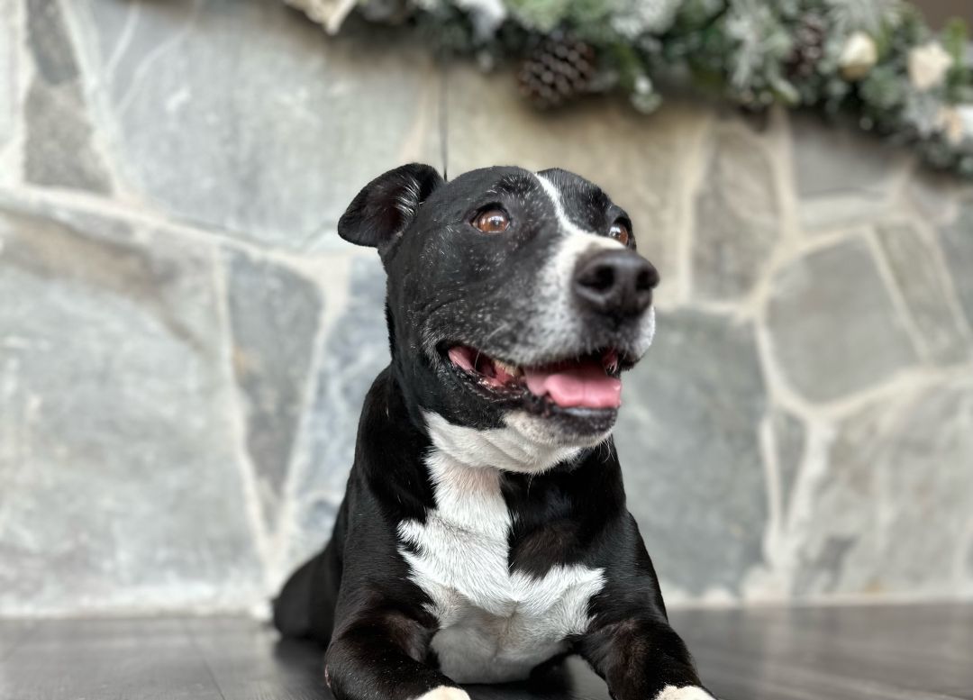 Enlarge Rexford (Rex), a Adoptable mixed breed in College Station, TX image 11/12