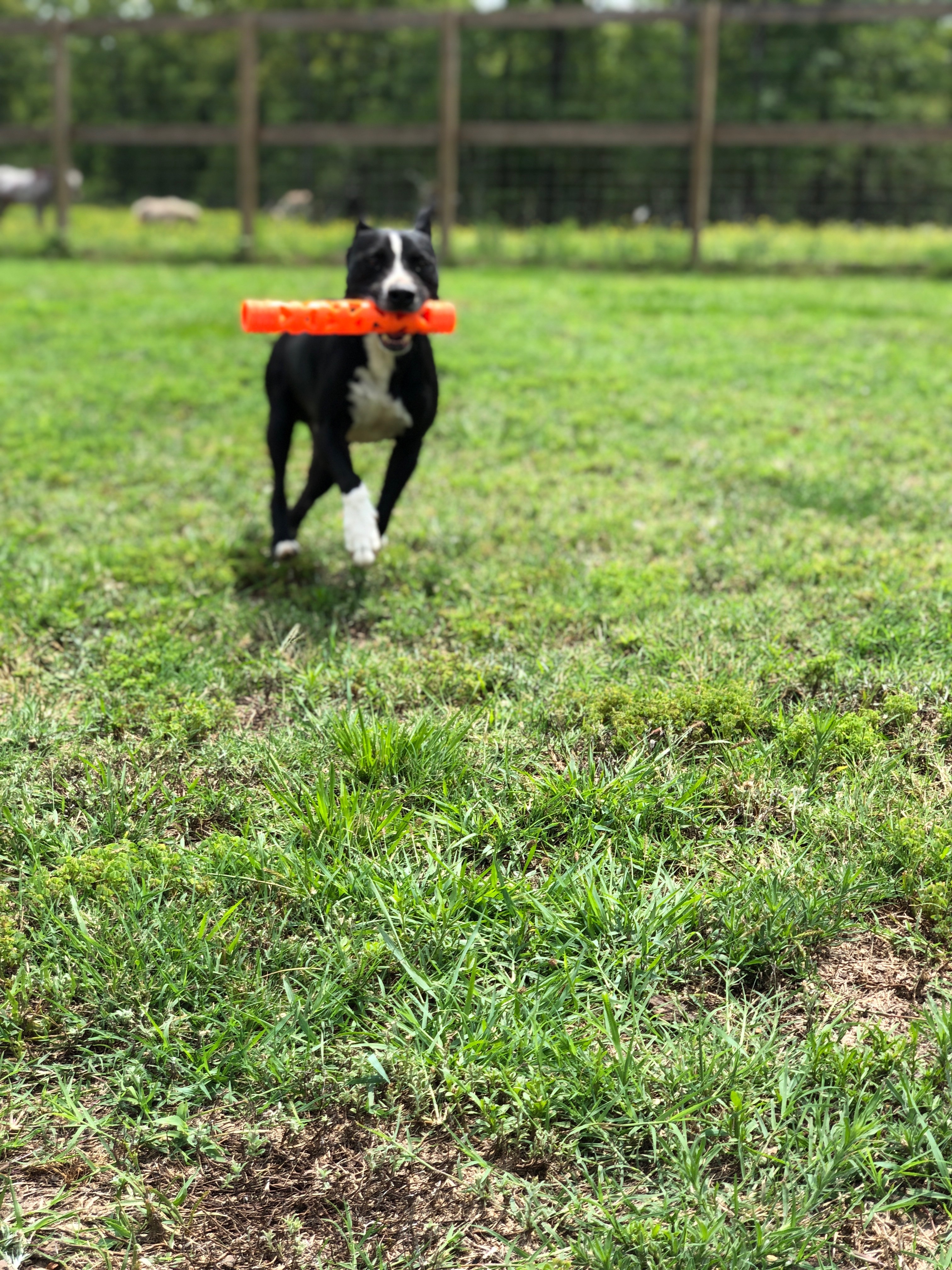 Enlarge Rexford (Rex), a Adoptable mixed breed in College Station, TX image 12/12