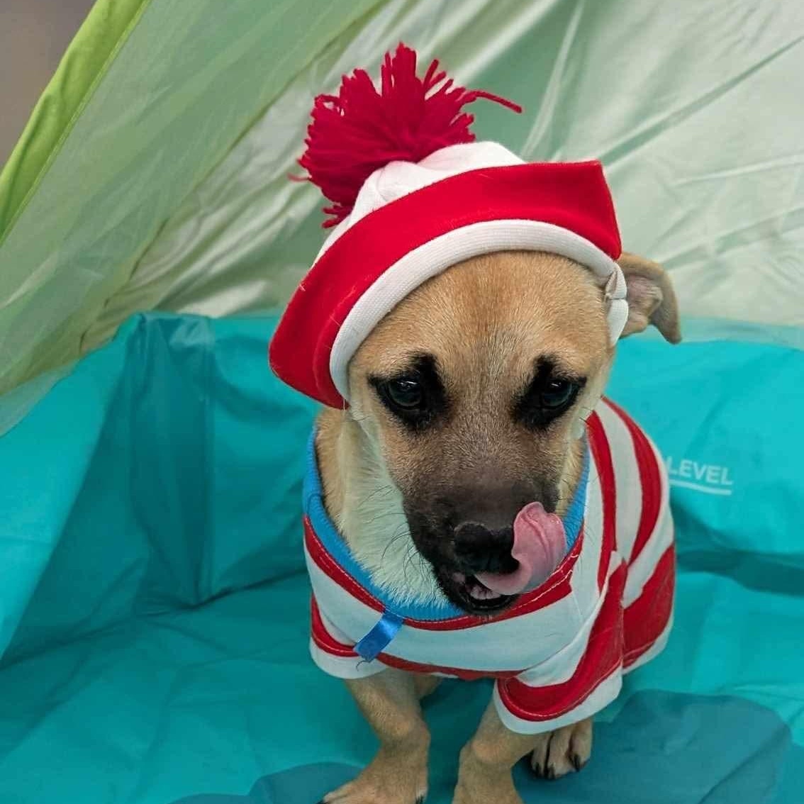 Chugs, an adoptable Chihuahua, Pug in El Paso, TX, 79936 | Photo Image 2