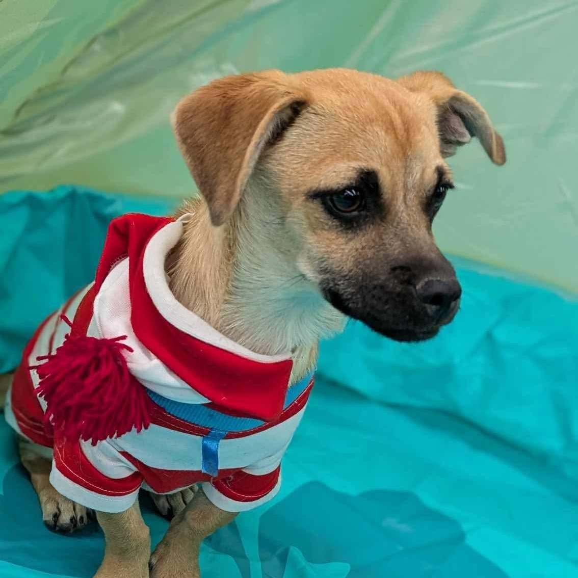 Enlarge Chugs, a Adopted mixed breed in El Paso, TX image 2/2