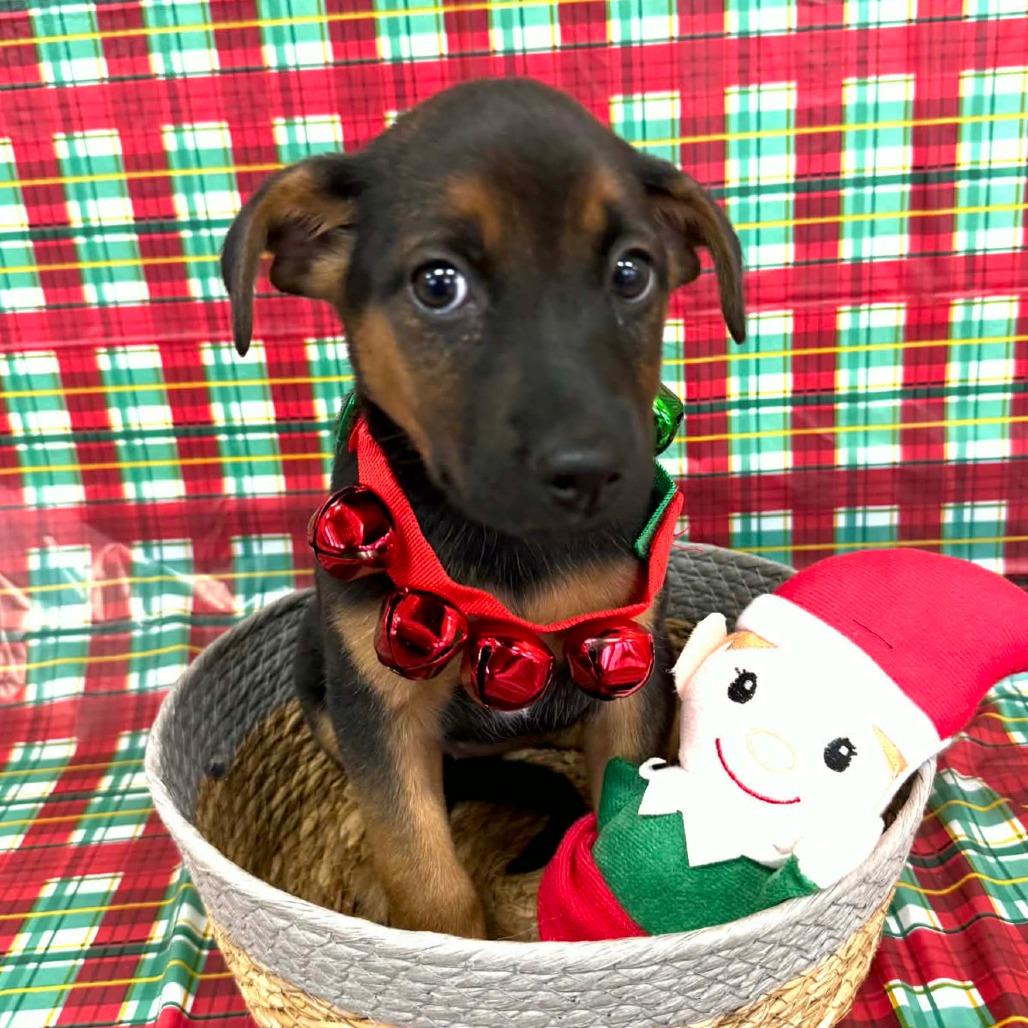 Enlarge CT Snowboard, a Adoptable mixed breed in Stormville, NY image 1/2