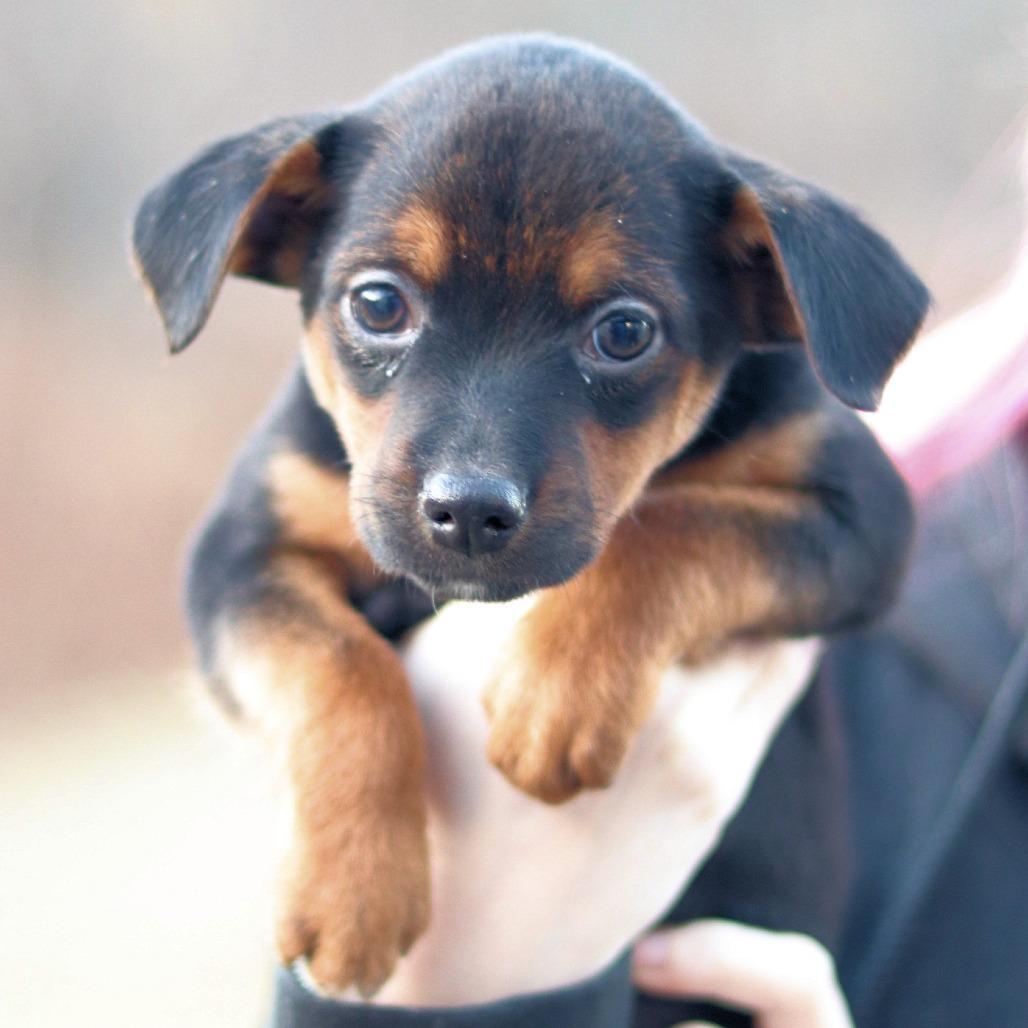 Enlarge CT Snowboard, a Adoptable mixed breed in Stormville, NY image 2/2