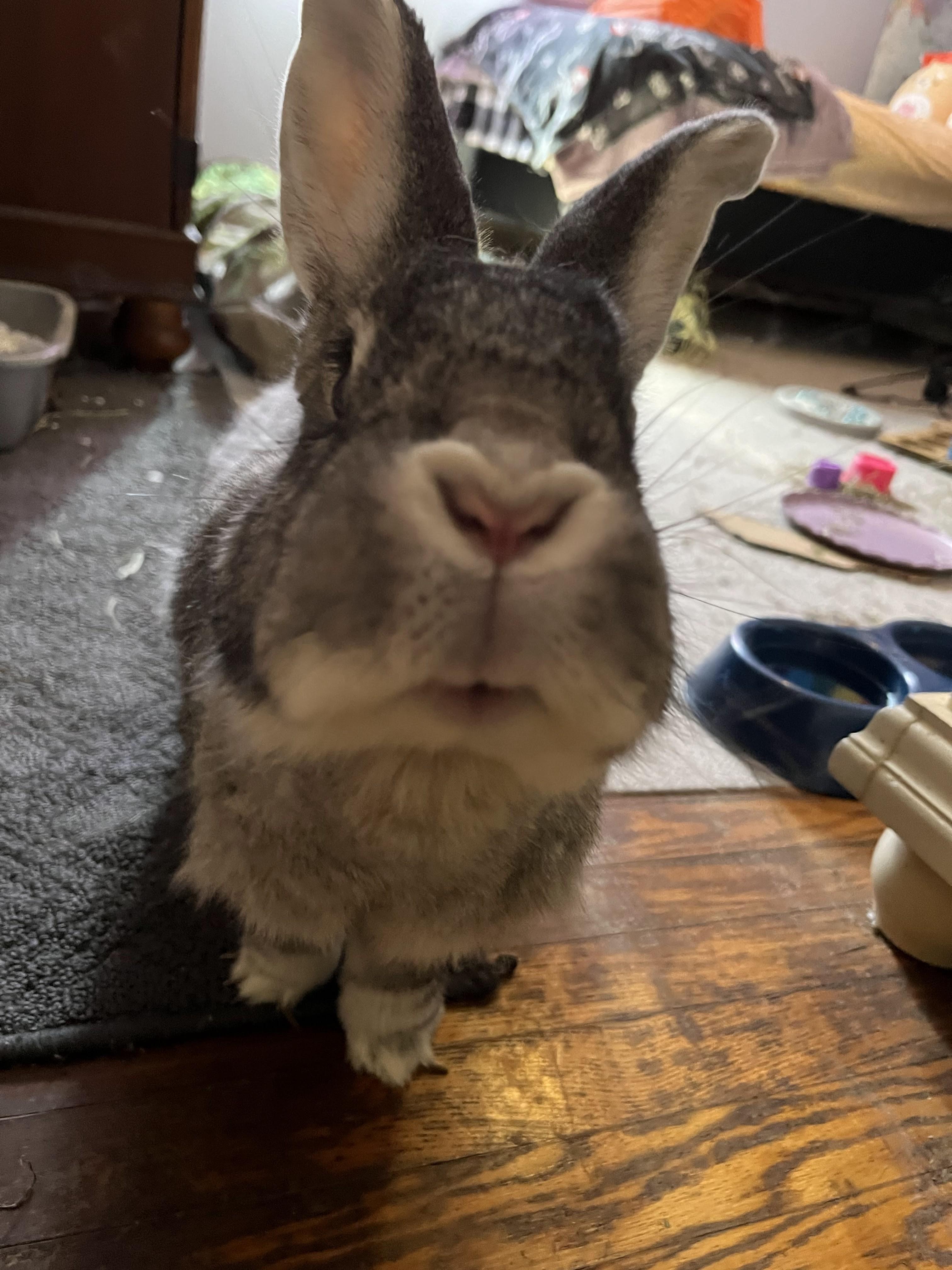 Enlarge Stevie*, a Adoptable mixed breed in Richmond, VA image 5/5