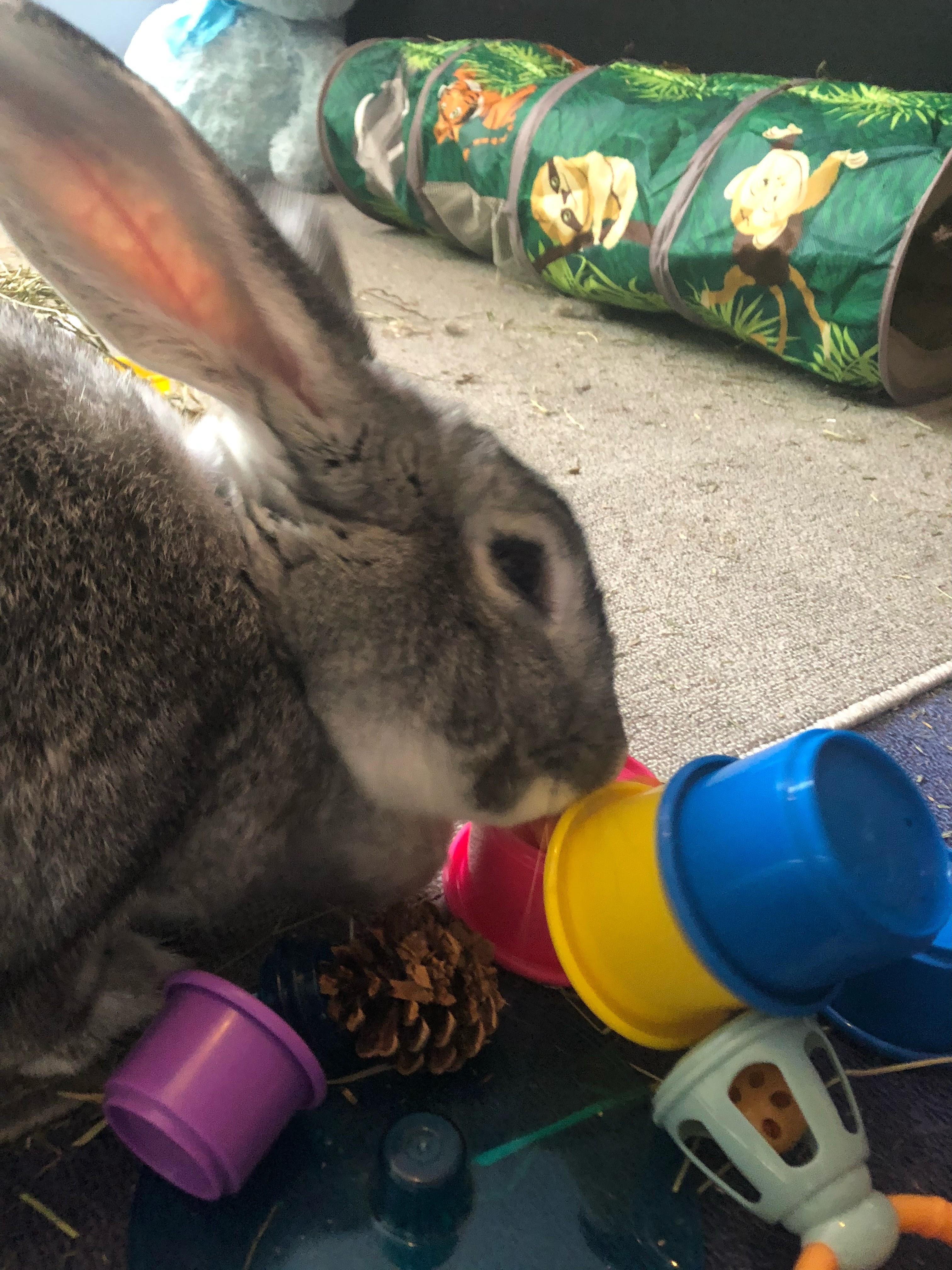 Enlarge Stevie*, a Adoptable mixed breed in Richmond, VA image 3/5