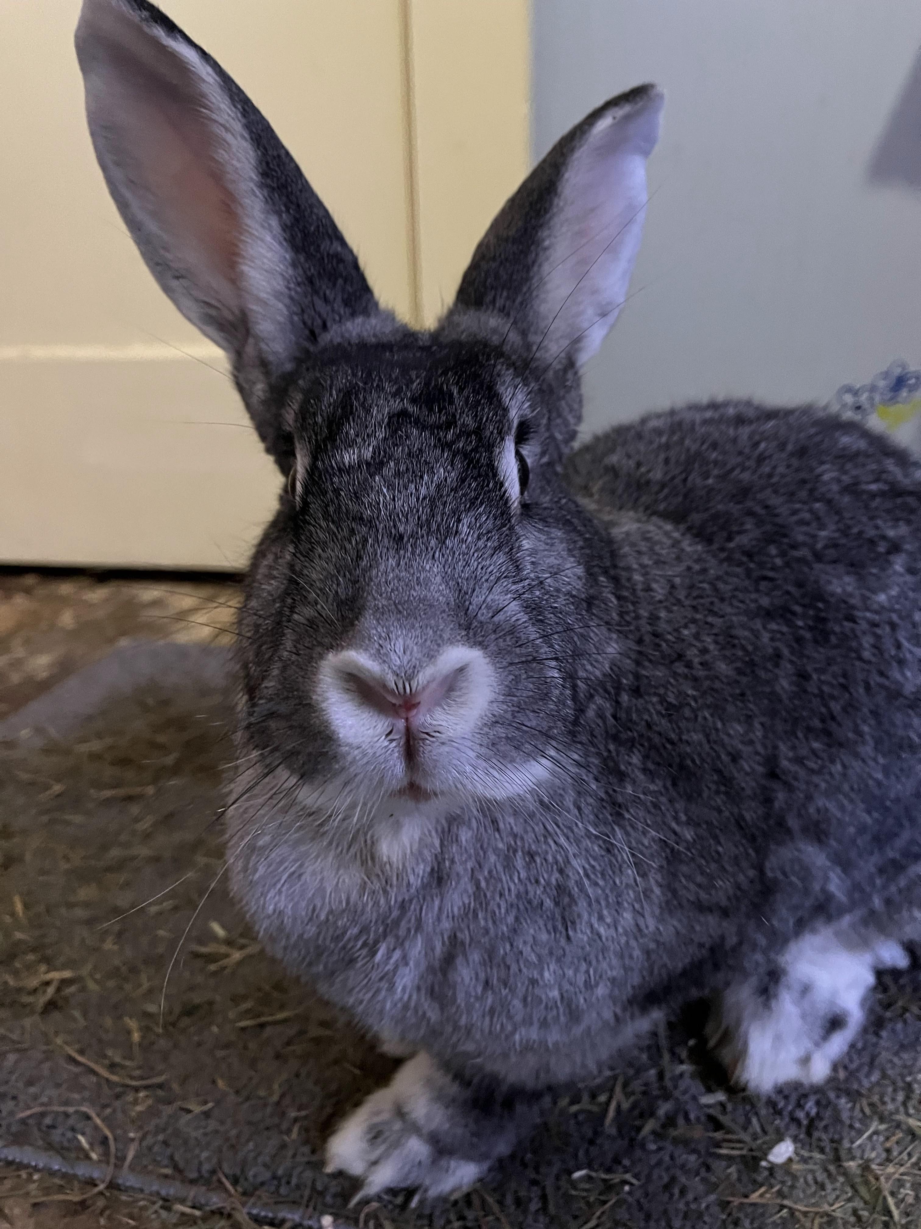 Enlarge Stevie*, a Adoptable mixed breed in Richmond, VA image 2/5