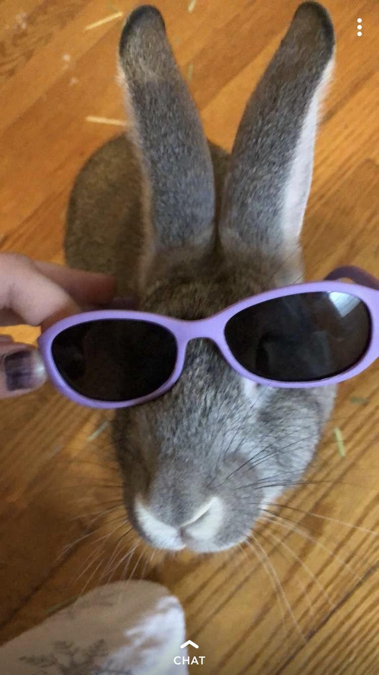 Stevie*, Adoptable, Adult Female Flemish Giant.