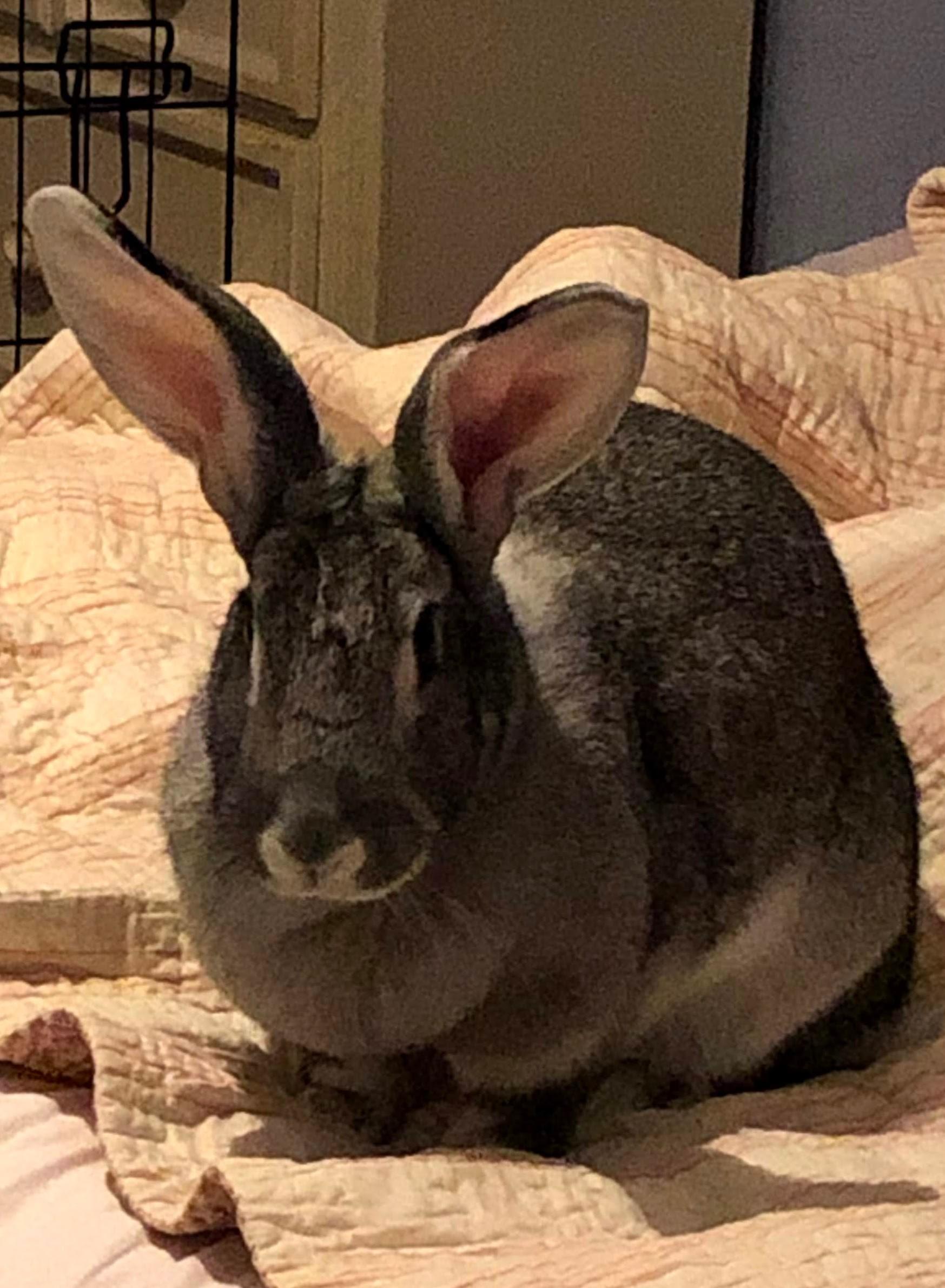 Enlarge Stevie*, a Adoptable mixed breed in Richmond, VA image 4/5