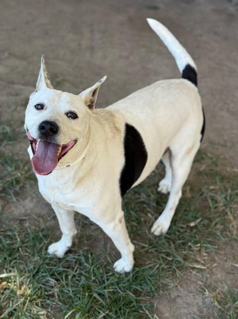 MADELINE, Adoptable, Adult Female Pit Bull Terrier & Mixed Breed.