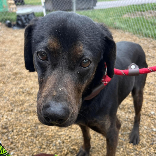 Dog for adoption Journey , a Mixed Breed in Batavia, OH Petfinder