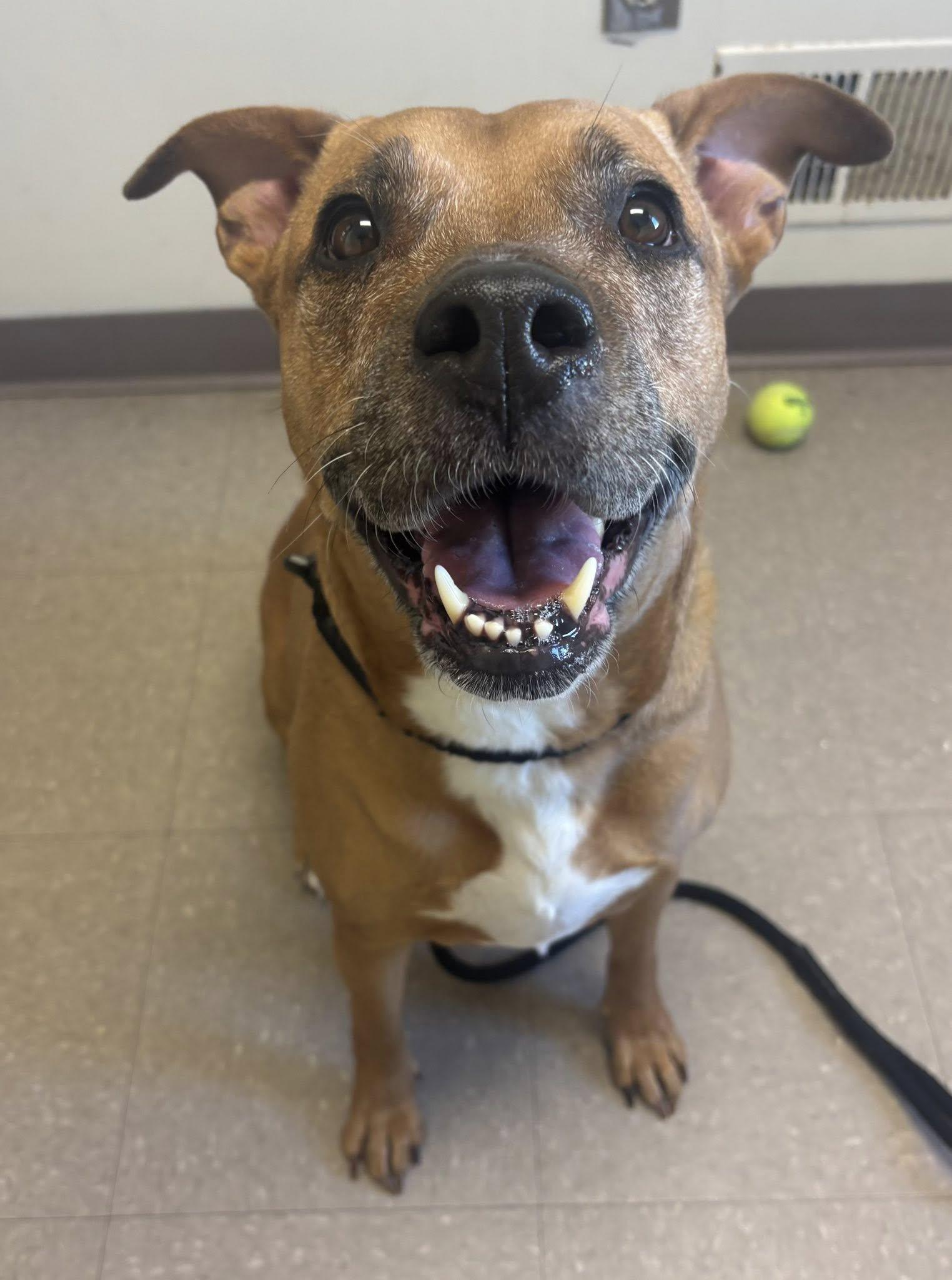 Enlarge Vixxen, a ADOPTABLE Pit Bull Terrier in Clayton, NJ image 1/1