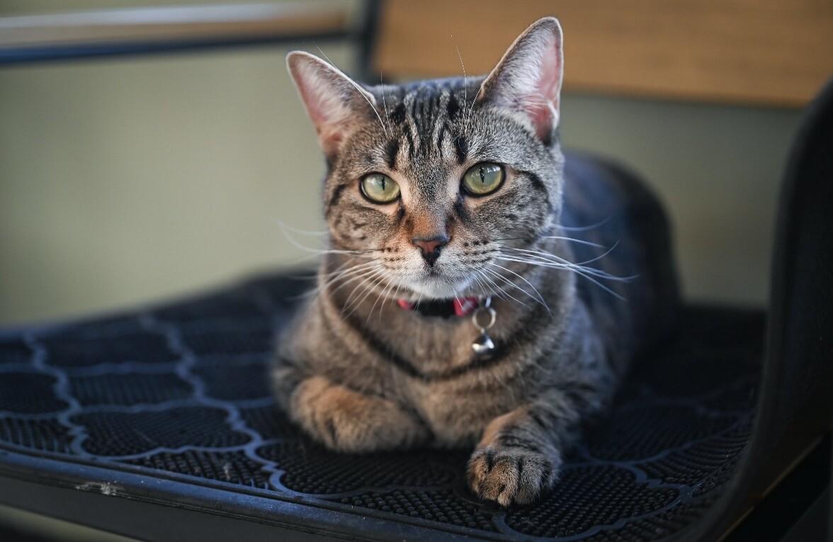 Westin, Adoptable, Adult Female Domestic Short Hair.