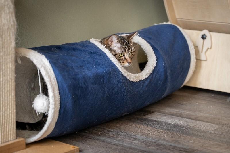 Enlarge Westin, a Adoptable Domestic Short Hair in Grand Rapids, MI image 1/6