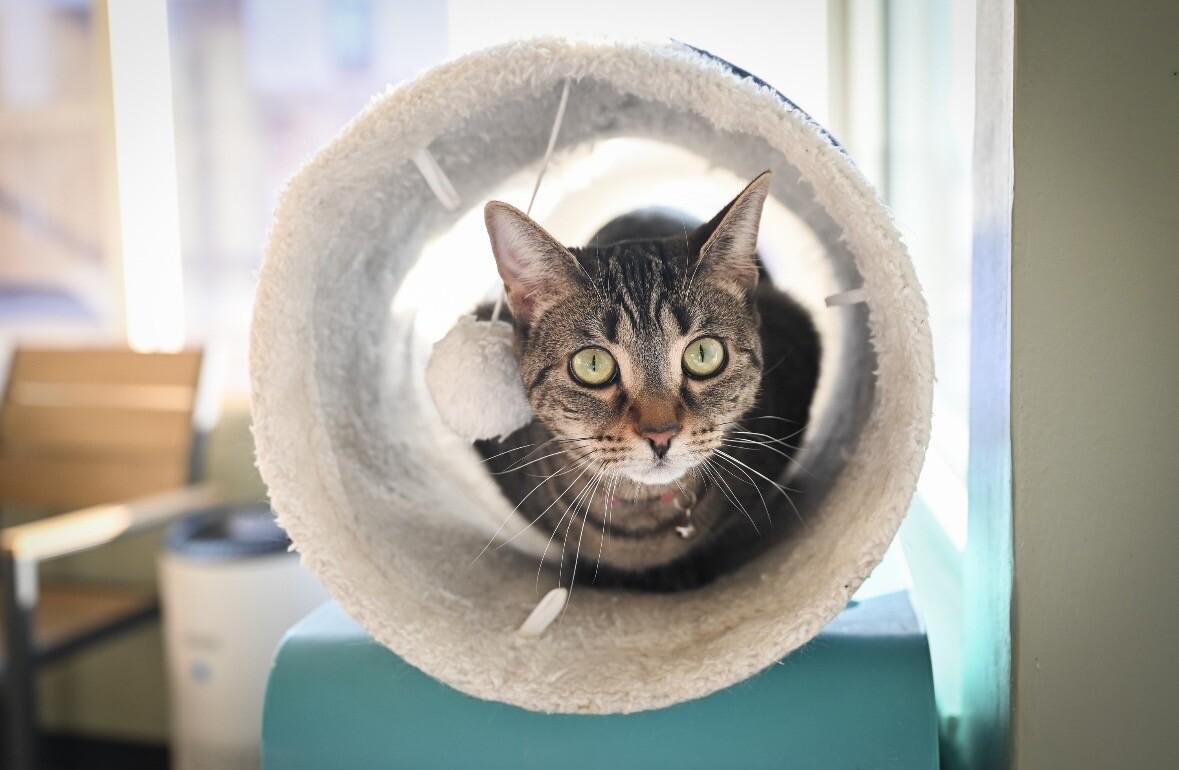 Enlarge Westin, a Adoptable Domestic Short Hair in Grand Rapids, MI image 2/6