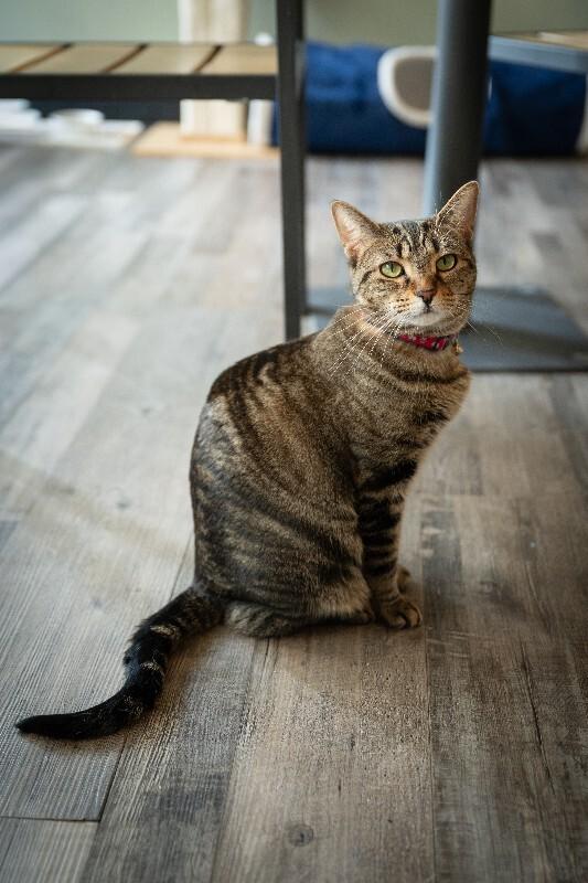 Enlarge Westin, a Adoptable Domestic Short Hair in Grand Rapids, MI image 3/6