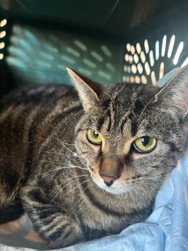Enlarge Westin, a Adoptable Domestic Short Hair in Grand Rapids, MI image 2/6