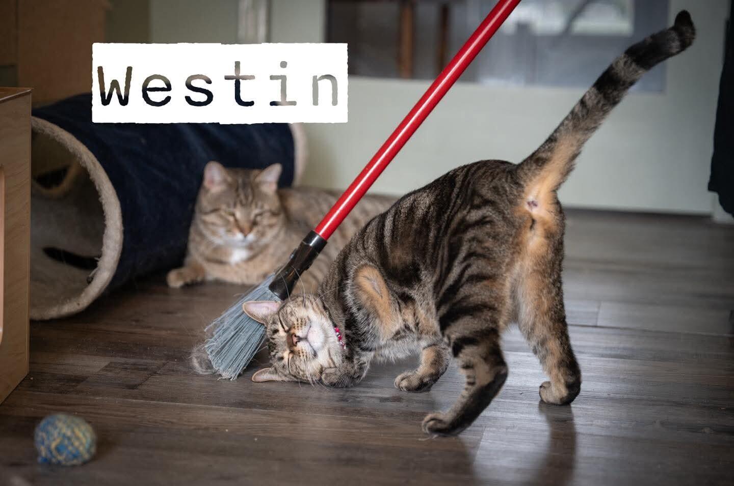 Enlarge Westin, a Adoptable Domestic Short Hair in Grand Rapids, MI image 5/6