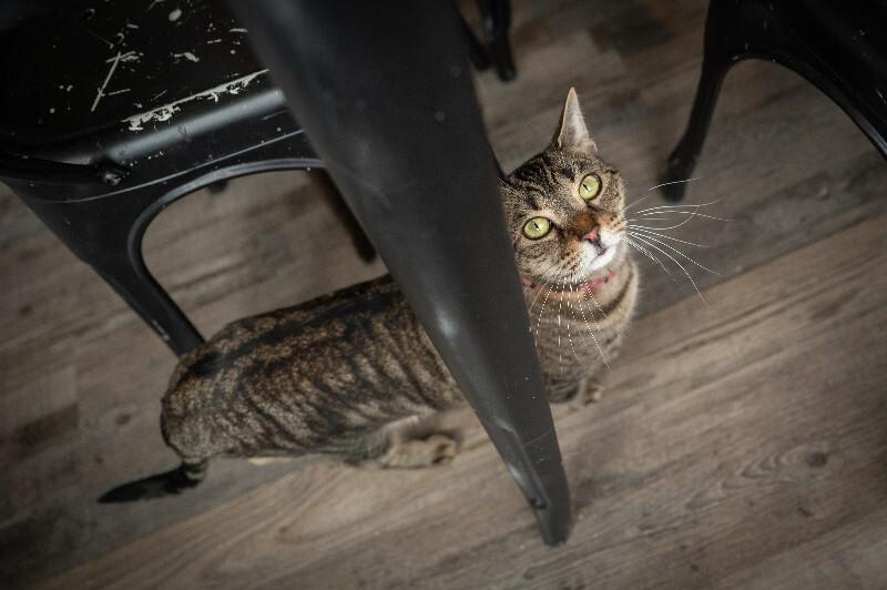 Enlarge Westin, a Adoptable Domestic Short Hair in Grand Rapids, MI image 6/6