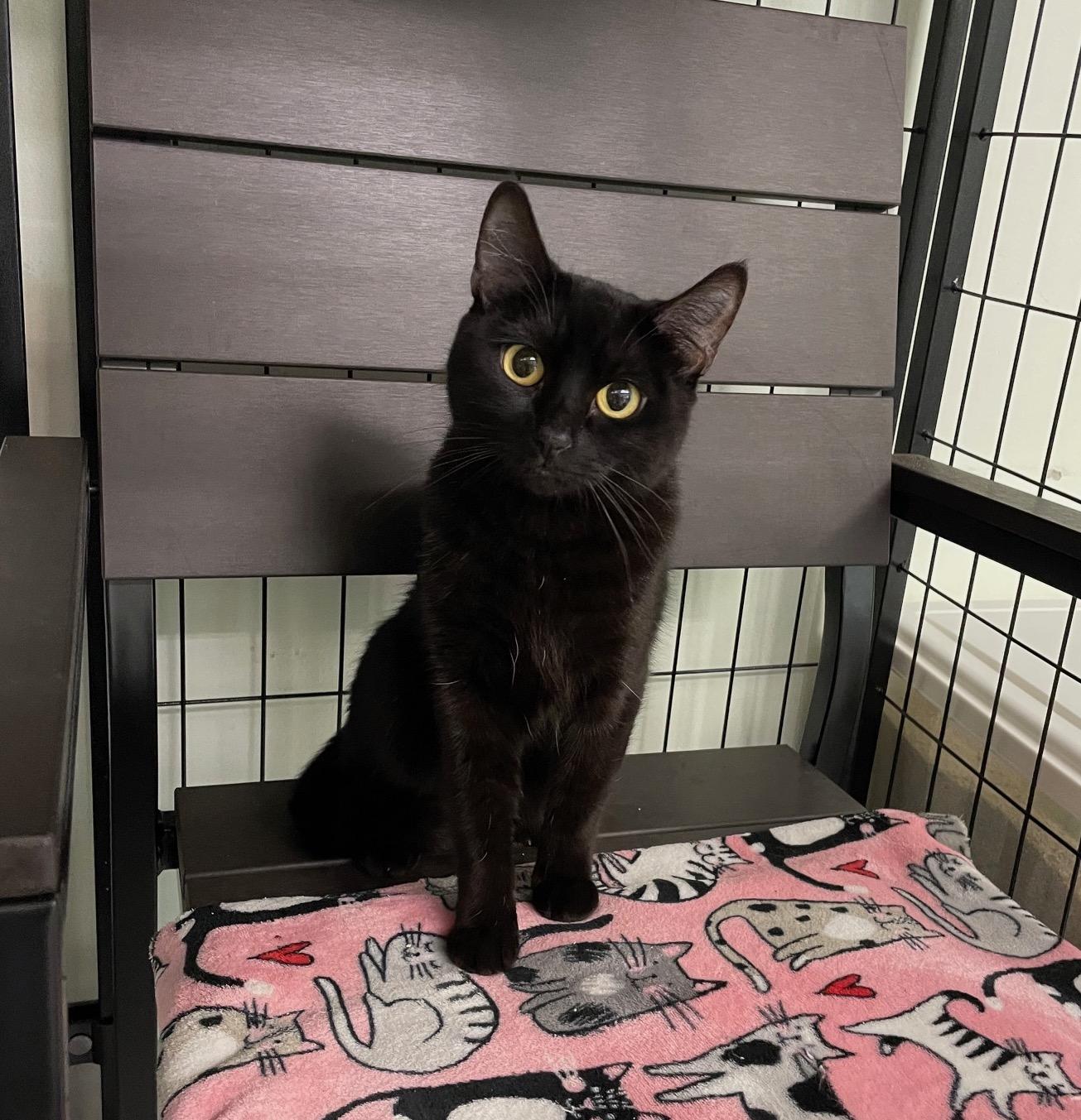 Precious, Adoptable, Young Female Domestic Short Hair.