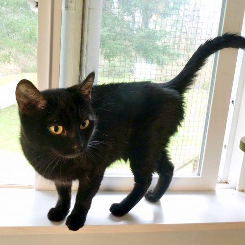 Precious, Adoptable, Young Female Domestic Short Hair.