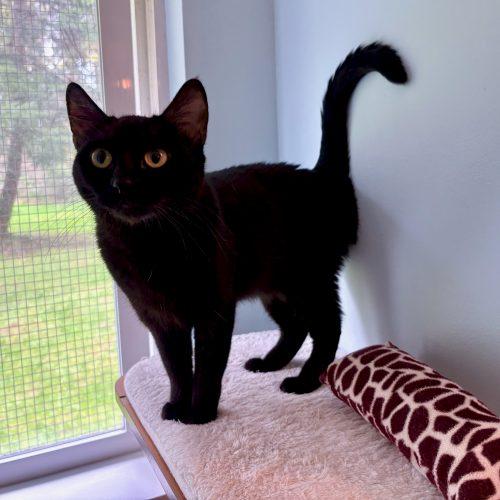 Enlarge Precious, a Adoptable Domestic Short Hair in Vashon Island, WA image 2/4