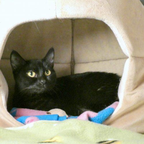 Enlarge Precious, a Adoptable Domestic Short Hair in Vashon Island, WA image 3/4