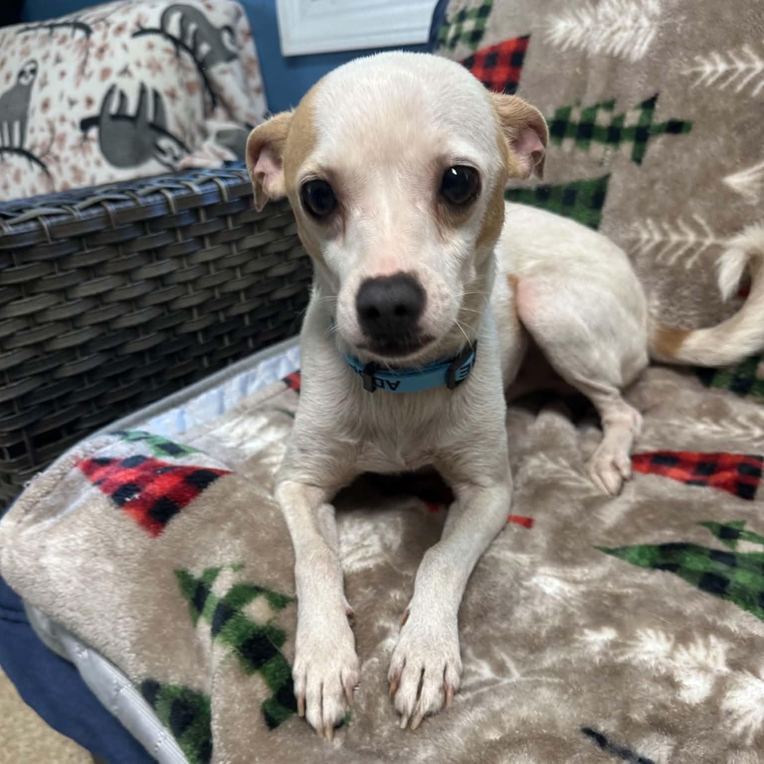 Enlarge Bit O' Honey, a Adopted Chihuahua in Sunderland, MD image 1/4