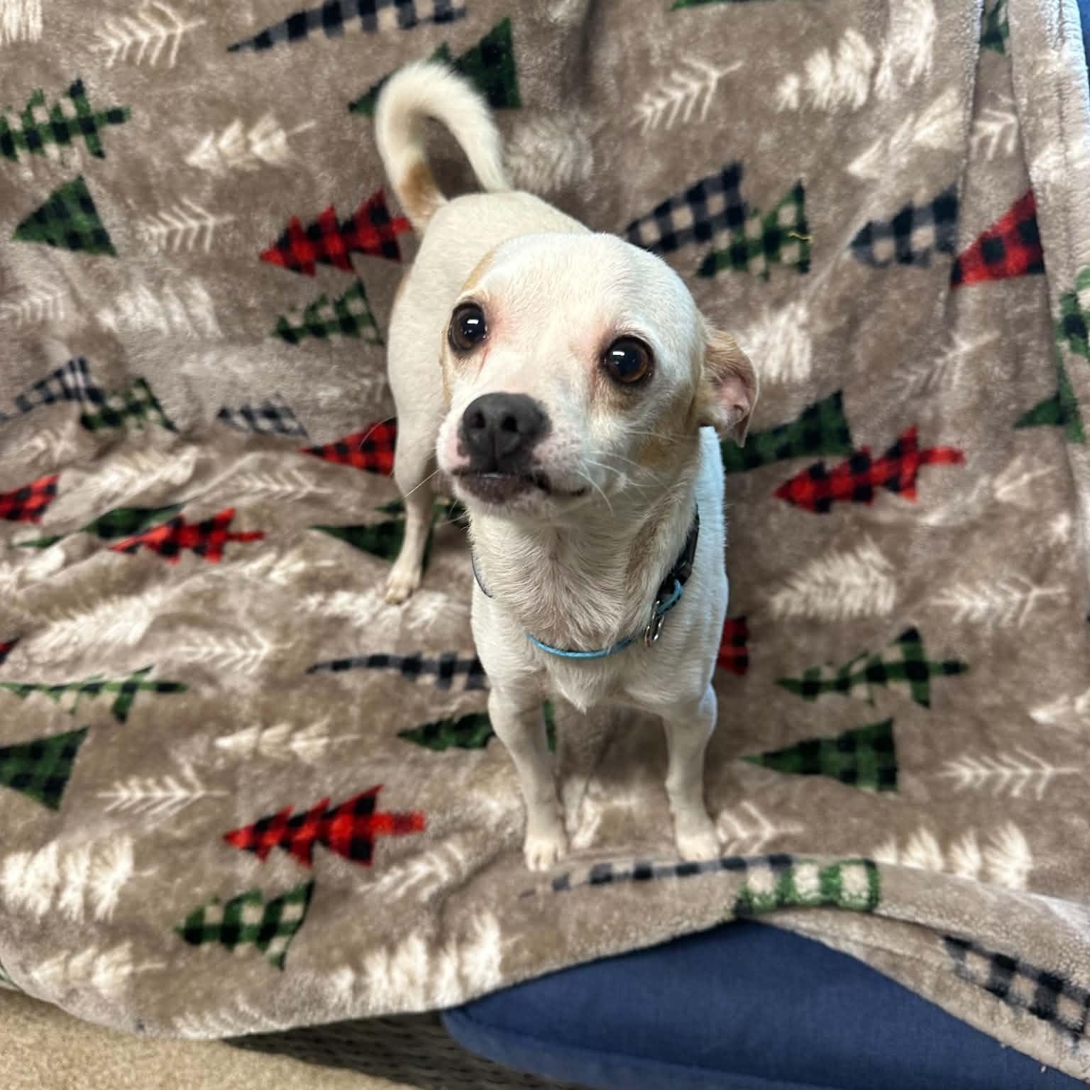 Enlarge Bit O' Honey, a Adopted Chihuahua in Sunderland, MD image 3/4