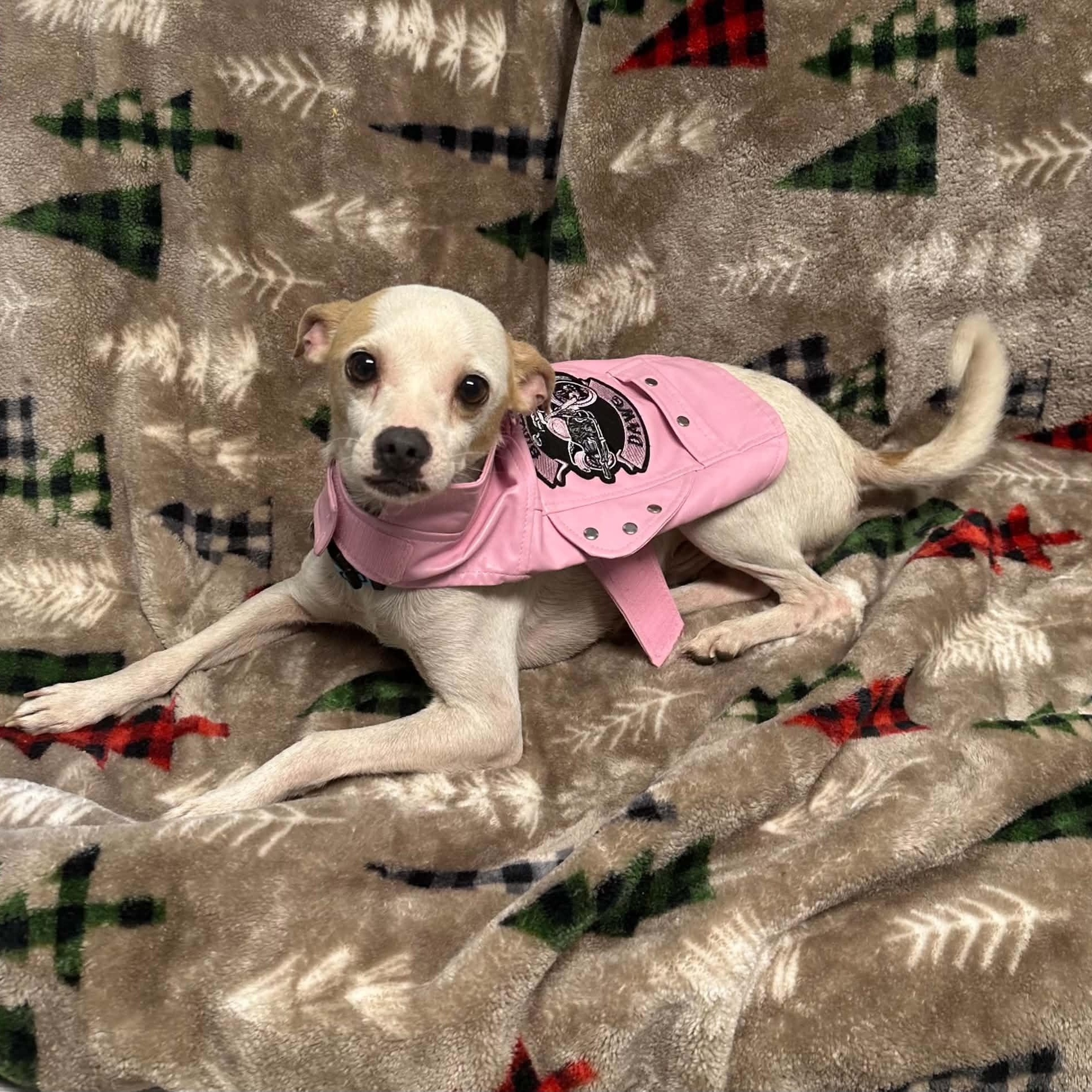 Enlarge Bit O' Honey, a Adopted Chihuahua in Sunderland, MD image 4/4