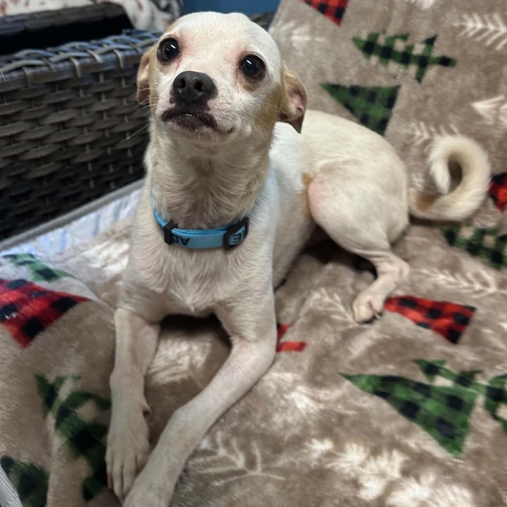 Enlarge Bit O' Honey, a Adopted Chihuahua in Sunderland, MD image 2/4