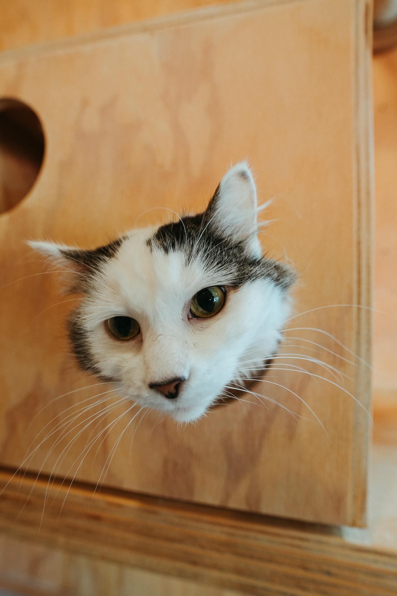 Enlarge Wish, a Adoptable Domestic Long Hair in Jackson, WY image 1/1