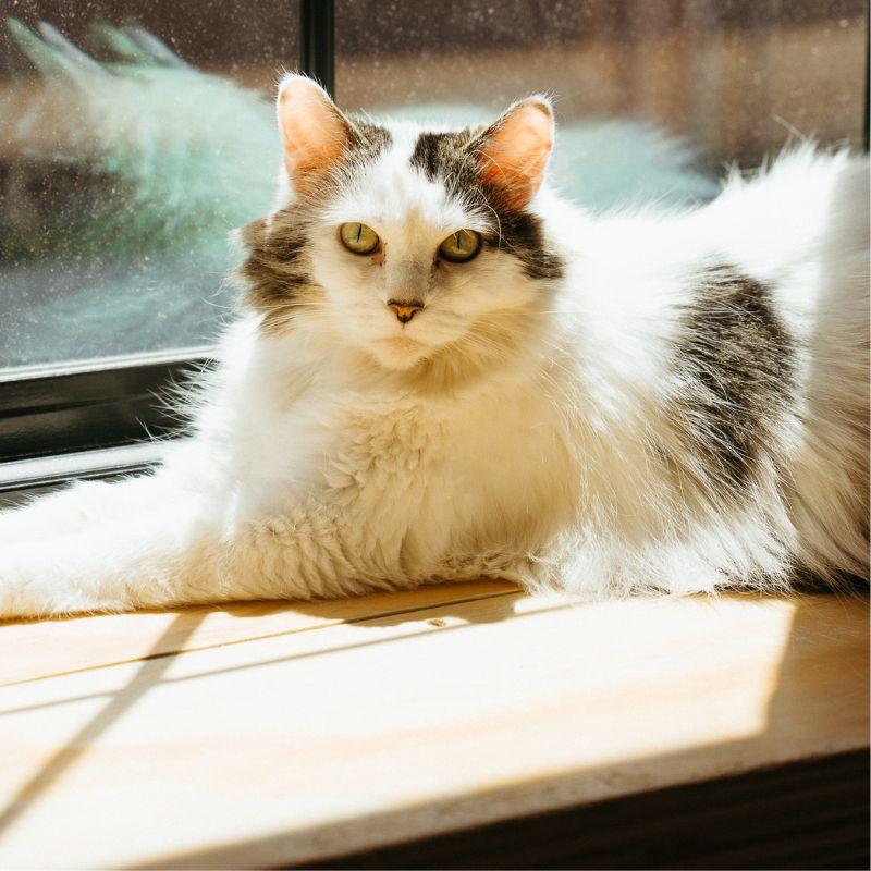 Wish, Adoptable, Senior Female Domestic Long Hair.